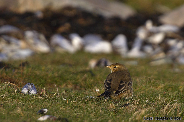 HEDPIPLRKA / BUFF-BELLIED PIPIT (Anthus rubescens) - stor bild / full size