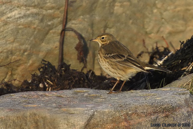 HEDPIPLRKA / BUFF-BELLIED PIPIT (Anthus rubescens) - stor bild / full size