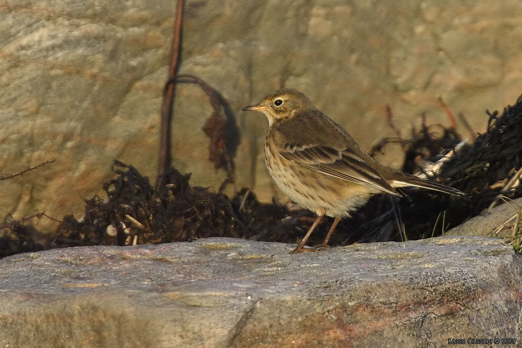 HEDPIPLRKA / BUFF-BELLIED PIPIT (Anthus rubescens) - Stng / Close