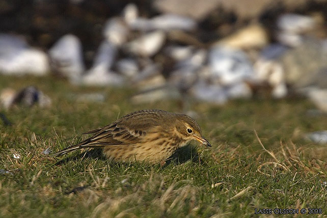 HEDPIPLRKA / BUFF-BELLIED PIPIT (Anthus rubescens) - stor bild / full size