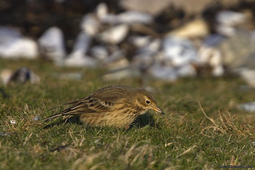 HEDPIPLRKA / BUFF-BELLIED PIPIT (Anthus rubescens) - Stng / Close