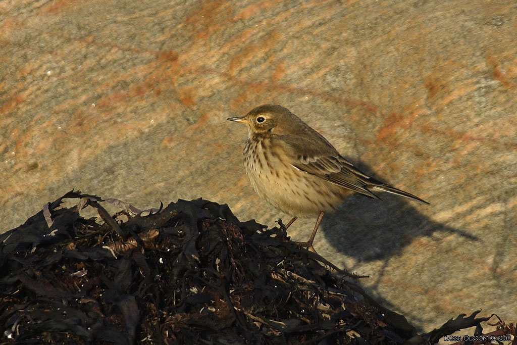 HEDPIPLRKA / BUFF-BELLIED PIPIT (Anthus rubescens) - Stng / Close