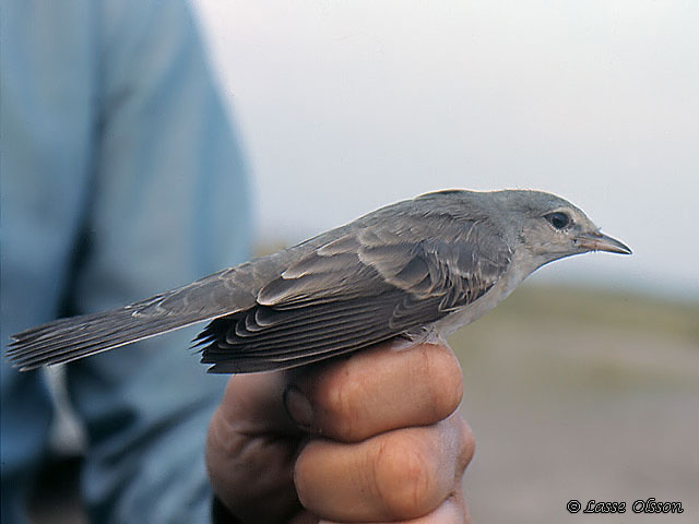 HKSNGARE / BARRED WARBLER (Curruca nisoria) - JUVENILE