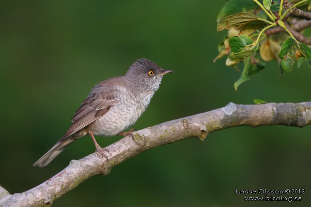 HÖKSÅNGARE / BARRED WARBLER (Curruca nisoria) - stor bild / full size