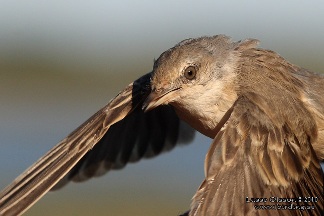 HKSNGARE / BARRED WARBLER (Curruca nisoria) - stor bild / full size