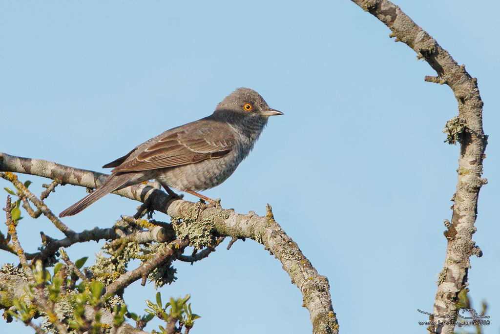 HKSNGARE / BARRED WARBLER (Curruca nisoria) - Stng / Close