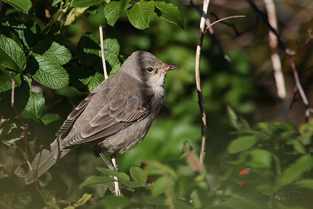 HÖKSÅNGARE / BARRED WARBLER (Curruca nisoria) - stor bild / full size