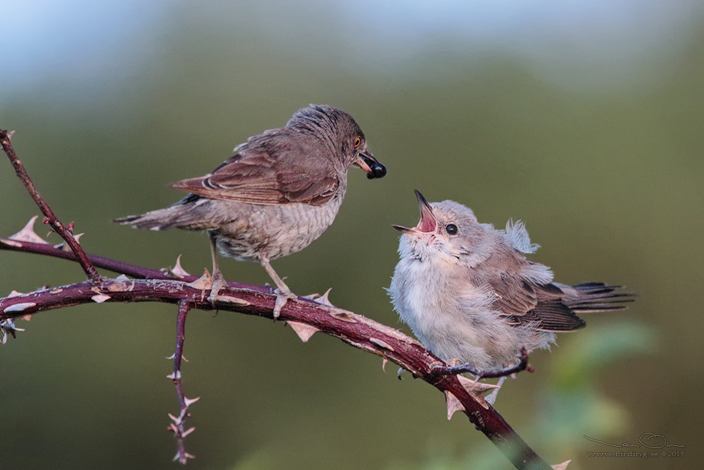 HKSNGARE / BARRED WARBLER (Curruca nisoria) - Stng / Close