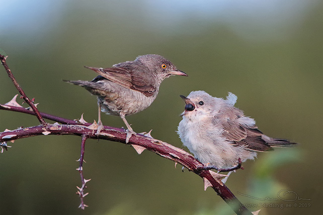 HÖKSÅNGARE / BARRED WARBLER (Curruca nisoria) - stor bild / full size