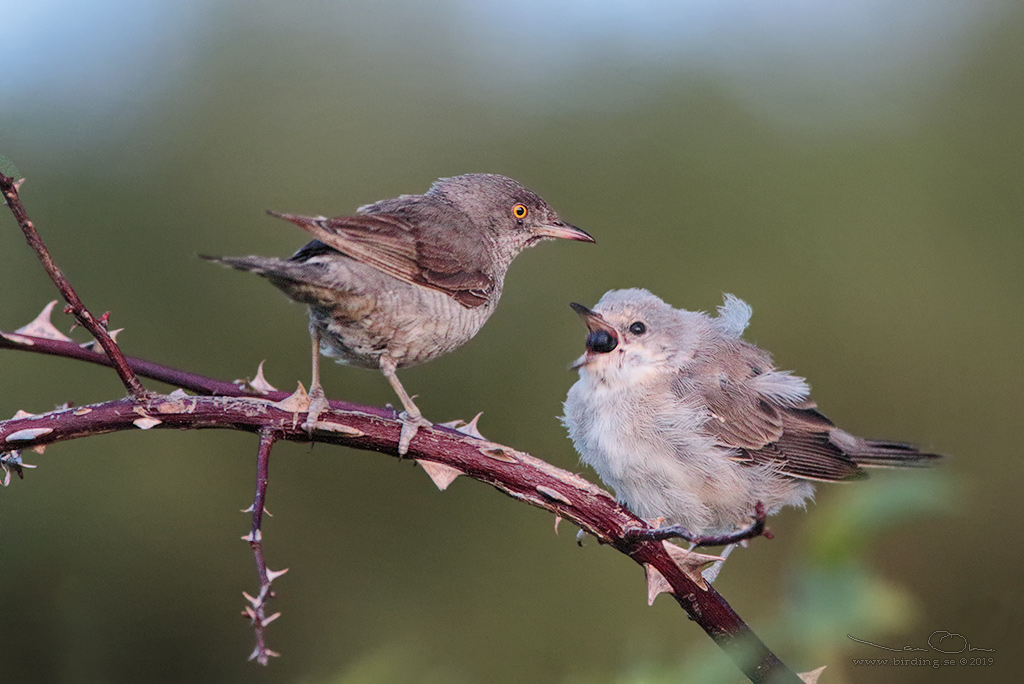 HKSNGARE / BARRED WARBLER (Curruca nisoria) - Stng / Close