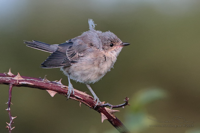 HÖKSÅNGARE / BARRED WARBLER (Curruca nisoria)