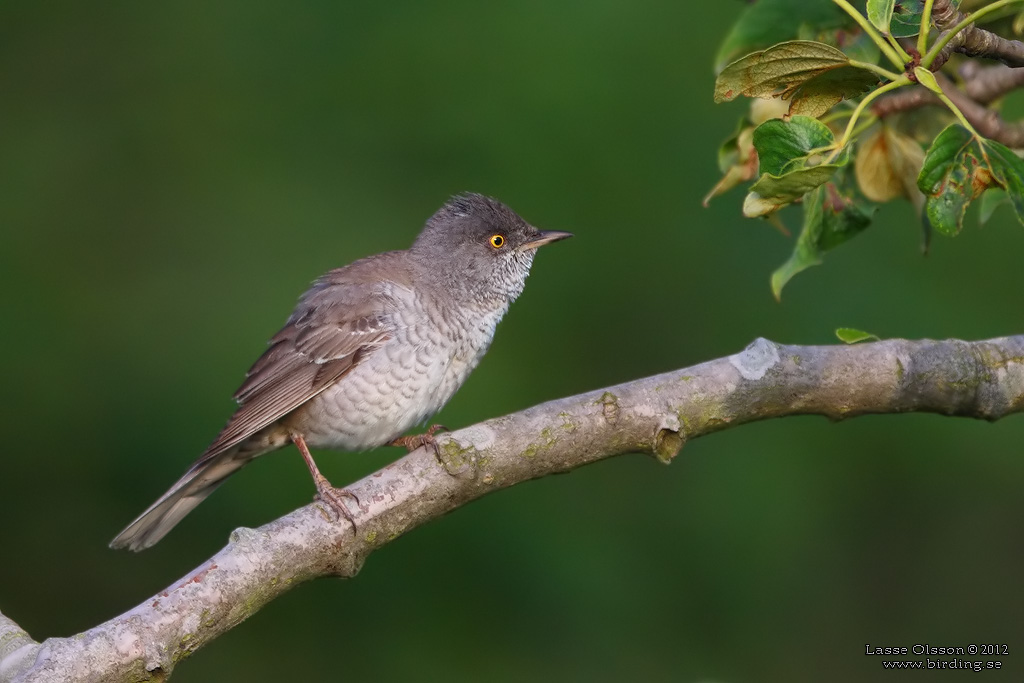 HKSNGARE / BARRED WARBLER (Curruca nisoria) - Stng / Close