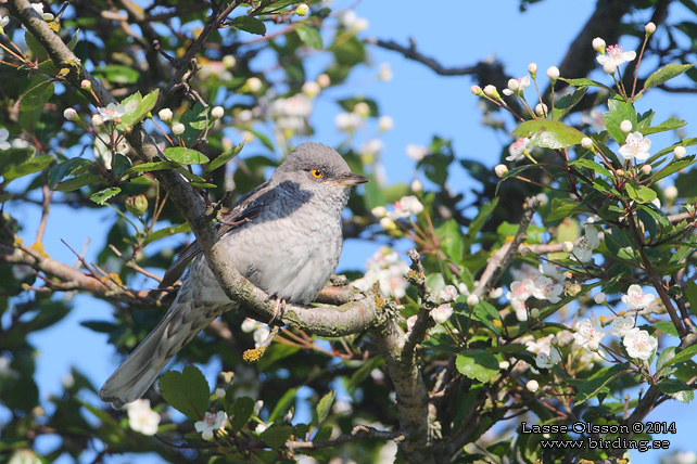 HÖKSÅNGARE / BARRED WARBLER (Curruca nisoria) - stor bild / full size