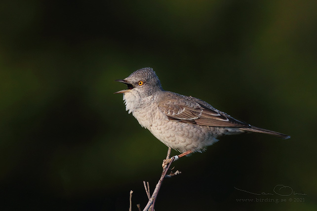 HÖKSÅNGARE / BARRED WARBLER (Curruca nisoria) - stor bild / full size