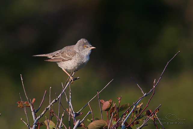 HÖKSÅNGARE / BARRED WARBLER (Curruca nisoria) - stor bild / full size