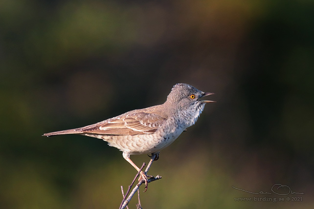 HÖKSÅNGARE / BARRED WARBLER (Curruca nisoria) - stor bild / full size