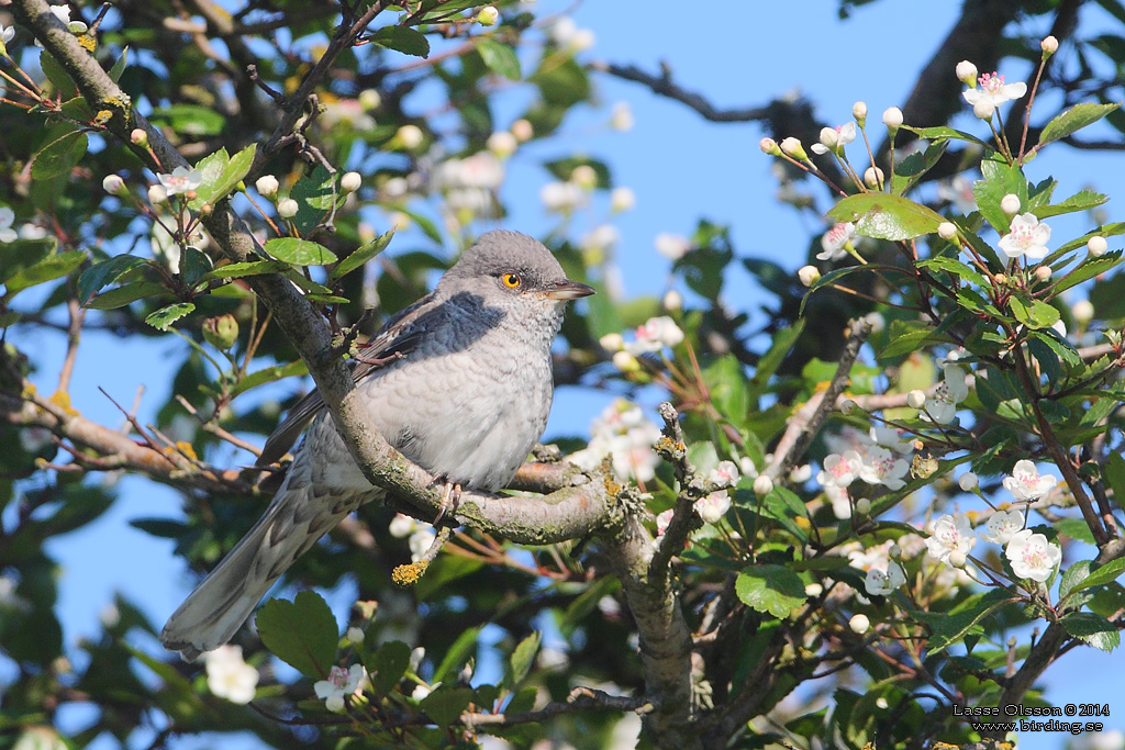 HKSNGARE / BARRED WARBLER (Curruca nisoria) - Stng / Close