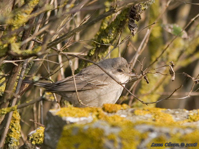 HKSNGARE / BARRED WARBLER (Curruca nisoria) - stor bild / full size