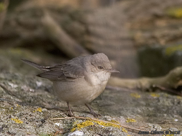 HKSNGARE / BARRED WARBLER (Curruca nisoria)