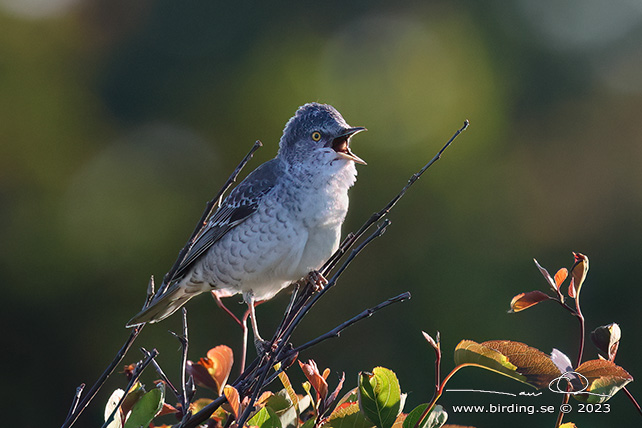 HÖKSÅNGARE / BARRED WARBLER (Curruca nisoria) - stor bild / full size