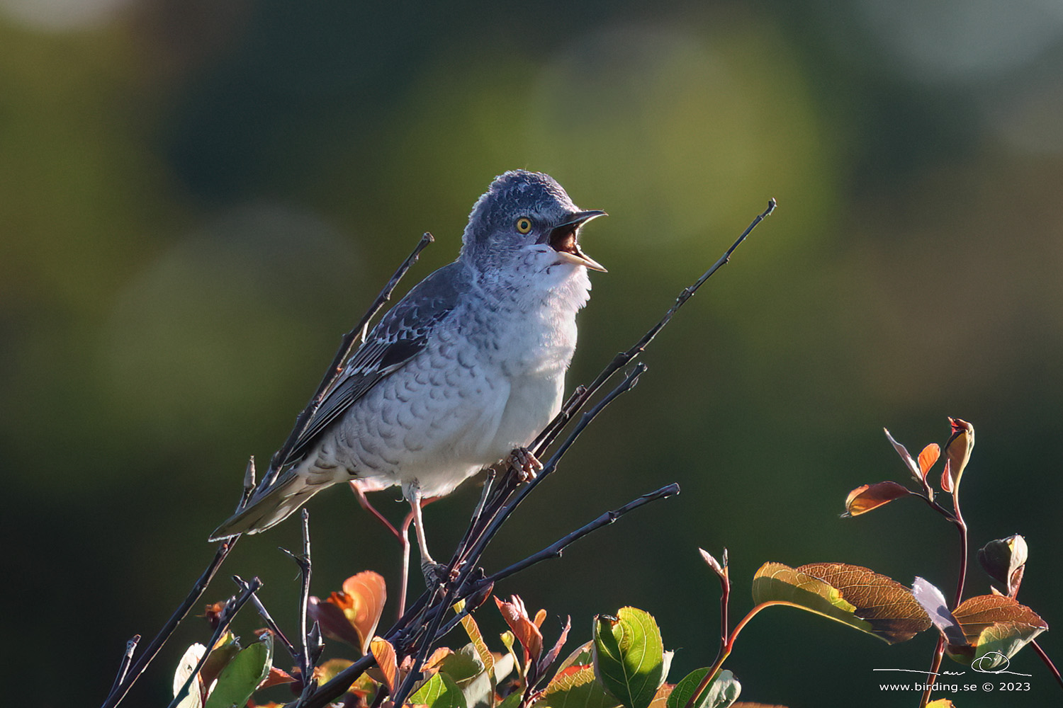 HKSNGARE / BARRED WARBLER (Curruca nisoria) - Stng / Close