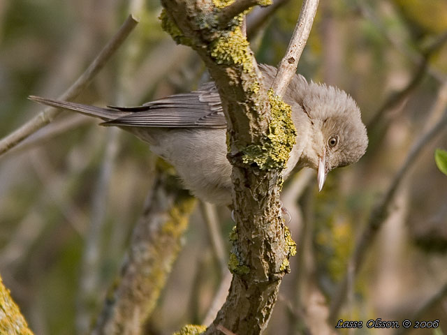 HKSNGARE / BARRED WARBLER (Curruca nisoria) - stor bild / full size