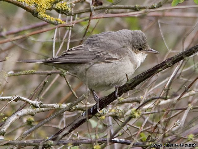 HKSNGARE / BARRED WARBLER (Curruca nisoria) - stor bild / full size