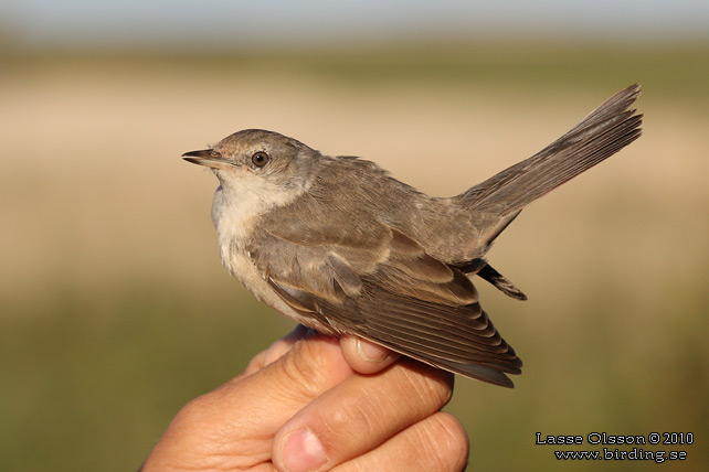 HKSNGARE / BARRED WARBLER (Curruca nisoria) - stor bild / full size