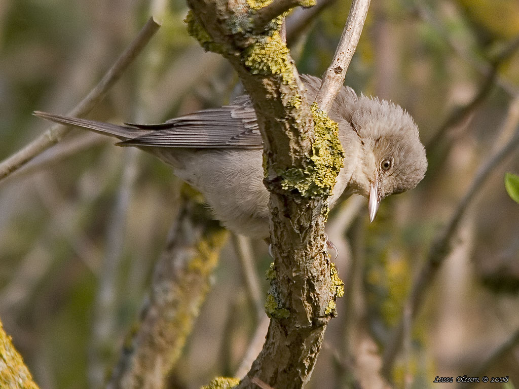 HKSNGARE / BARRED WARBLER (Curruca nisoria) - Stng / Close