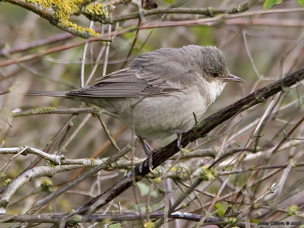 HKSNGARE / BARRED WARBLER (Curruca nisoria) - Stng / Close