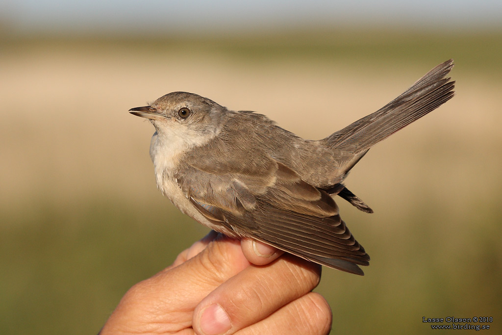 HKSNGARE / BARRED WARBLER (Curruca nisoria) - Stng / Close