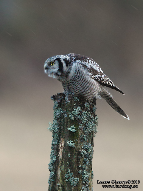 HÖKUGGLA / NORTHERN HAWK-OWL (Surnia ulula) - stor bild / full size