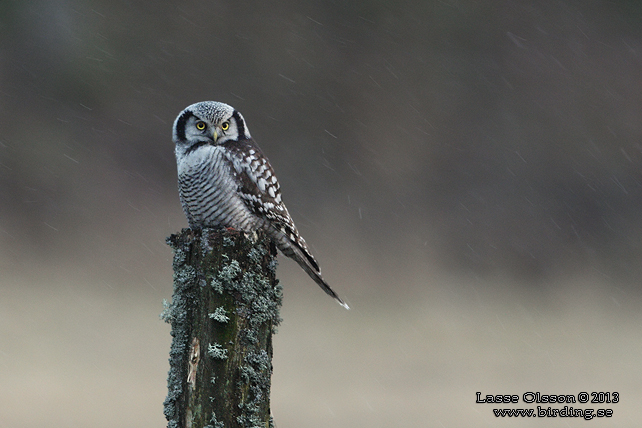 HÖKUGGLA / NORTHERN HAWK-OWL (Surnia ulula) - stor bild / full size