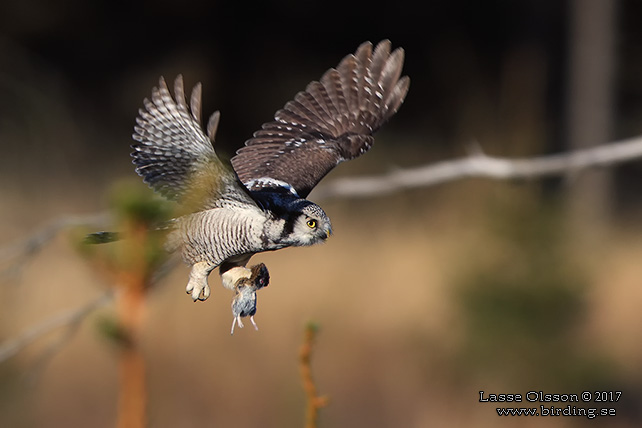 HÖKUGGLA / NORTHERN HAWK-OWL (Surnia ulula) - stor bild / full size