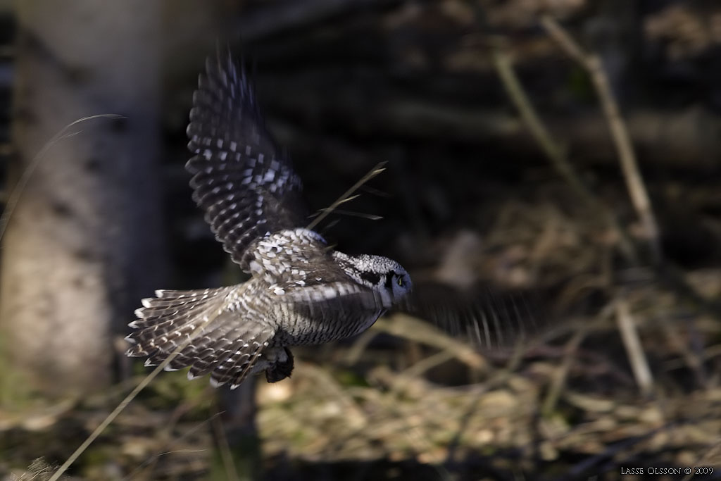 HKUGGLA / NORTHERN HAWK-OWL (Surnia ulula) - Stng / Close