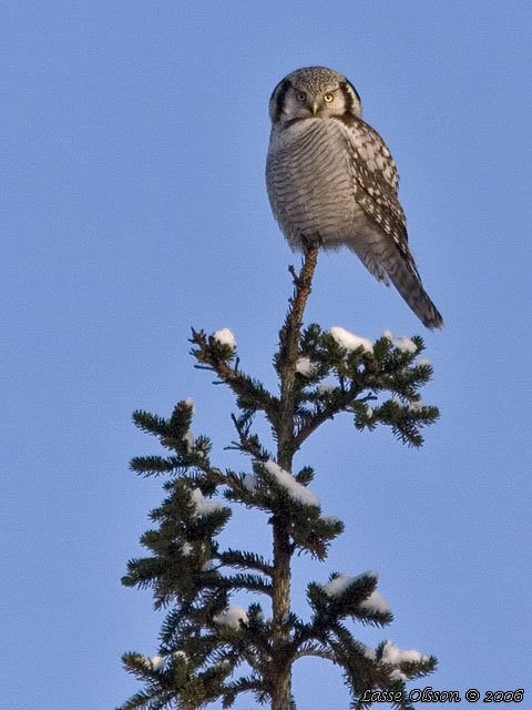 HKUGGLA / NORTHERN HAWK-OWL (Surnia ulula)