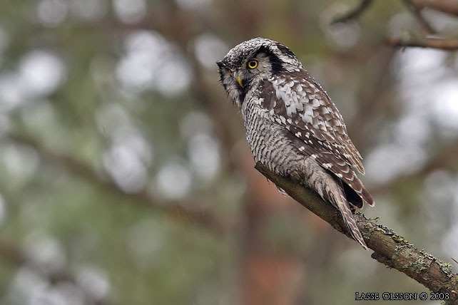 HKUGGLA / NORTHERN HAWK-OWL (Surnia ulula) - stor bild / full size