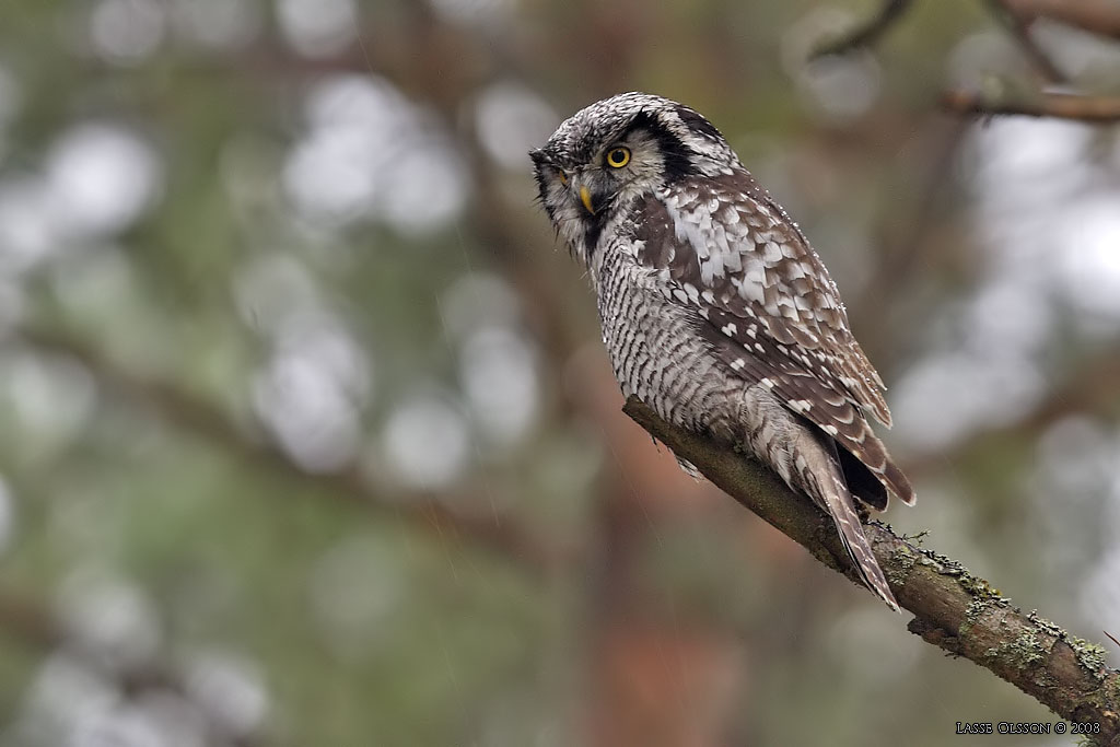 HKUGGLA / NORTHERN HAWK-OWL (Surnia ulula) - Stng / Close