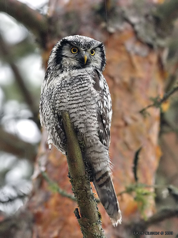 HKUGGLA / NORTHERN HAWK-OWL (Surnia ulula) - Stng / Close