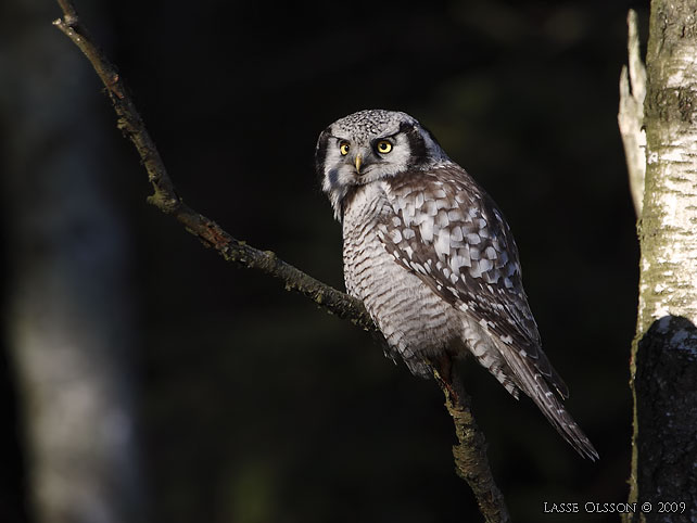 HKUGGLA / NORTHERN HAWK-OWL (Surnia ulula) - stor bild / full size