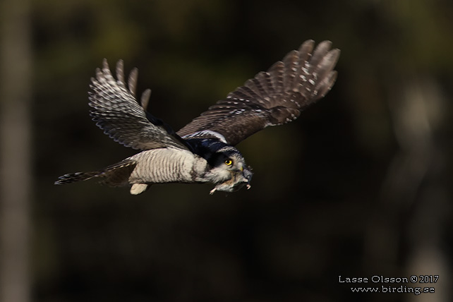 HÖKUGGLA / NORTHERN HAWK-OWL (Surnia ulula) - stor bild / full size