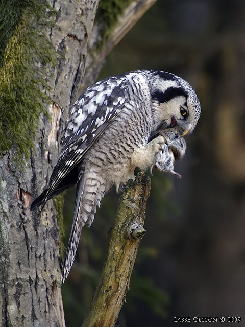 HKUGGLA / NORTHERN HAWK-OWL (Surnia ulula) - stor bild / full size