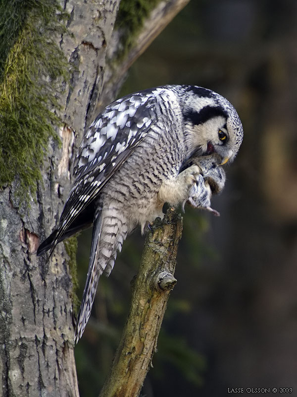 HKUGGLA / NORTHERN HAWK-OWL (Surnia ulula) - Stng / Close