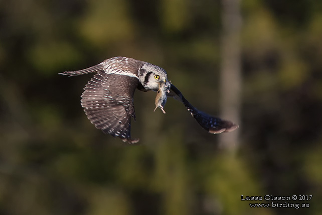 HÖKUGGLA / NORTHERN HAWK-OWL (Surnia ulula) - stor bild / full size