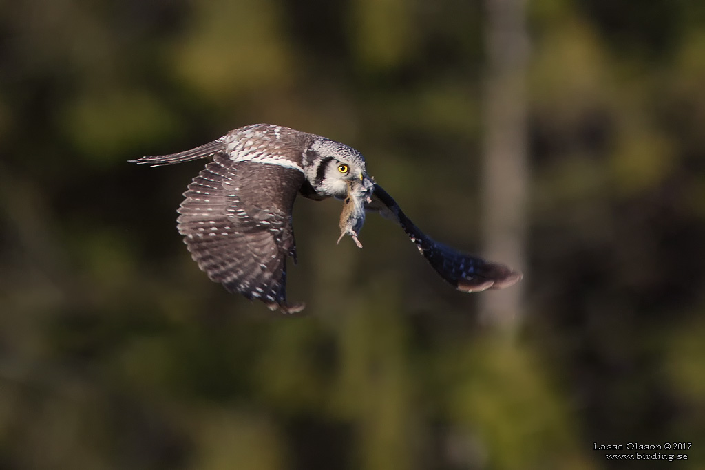 HKUGGLA / NORTHERN HAWK-OWL (Surnia ulula) - Stng / Close