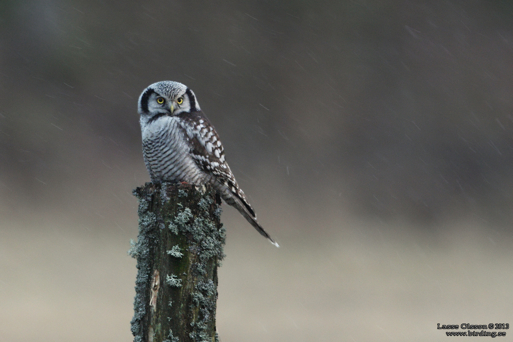 HKUGGLA / NORTHERN HAWK-OWL (Surnia ulula) - Stng / Close