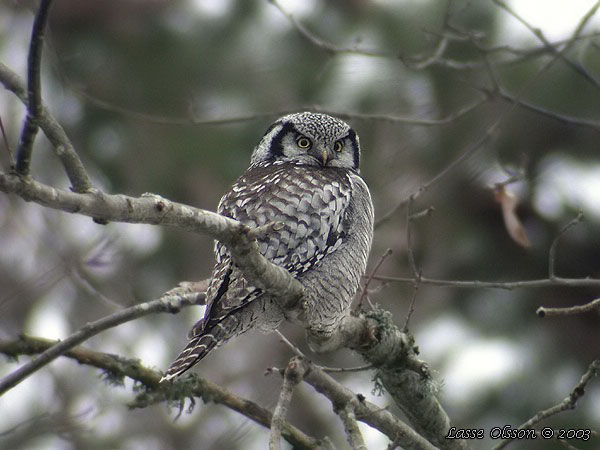 HKUGGLA / NORTHERN HAWK-OWL (Surnia ulula)