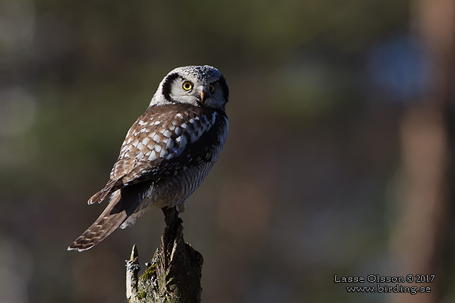 HÖKUGGLA / NORTHERN HAWK-OWL (Surnia ulula) - stor bild / full size