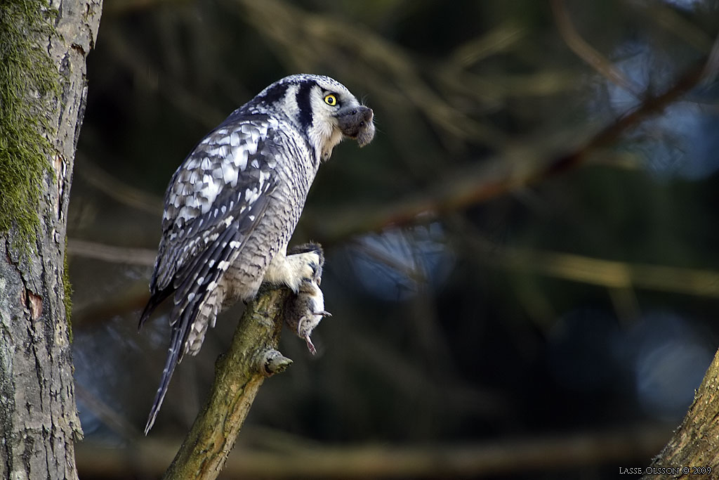 HKUGGLA / NORTHERN HAWK-OWL (Surnia ulula) - Stng / Close