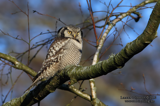 HÖKUGGLA / NORTHERN HAWK-OWL (Surnia ulula) - stor bild / full size